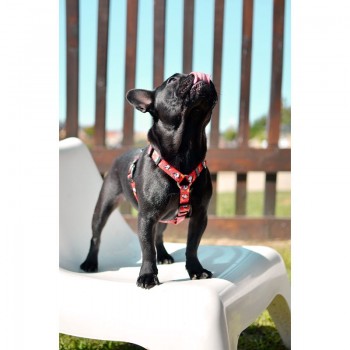 Dashi Σαμαράκι Σκύλου Dogtanian Large 62-107cm