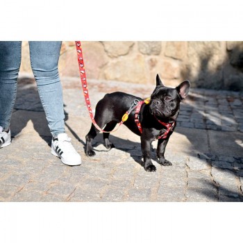 Dashi Λουρί Οδηγός Σκύλου Dogtanian Medium
