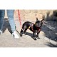Dashi Λουρί Οδηγός Σκύλου Dogtanian Small