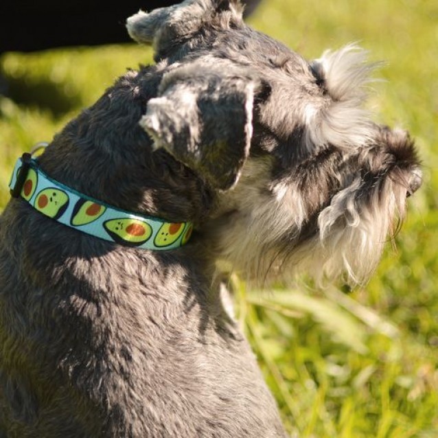 Dashi Περιλαίμιο Κολάρο Σκύλου Avocado Large