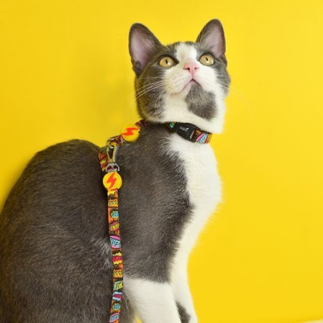 Dashi Περιλαίμιο Γάτας Boom