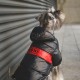 Dashi Stripes Red And Black Anorak Large