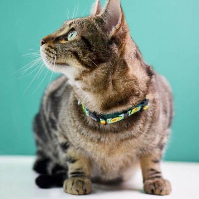 Dashi Περιλαίμιο Γάτας Avocado