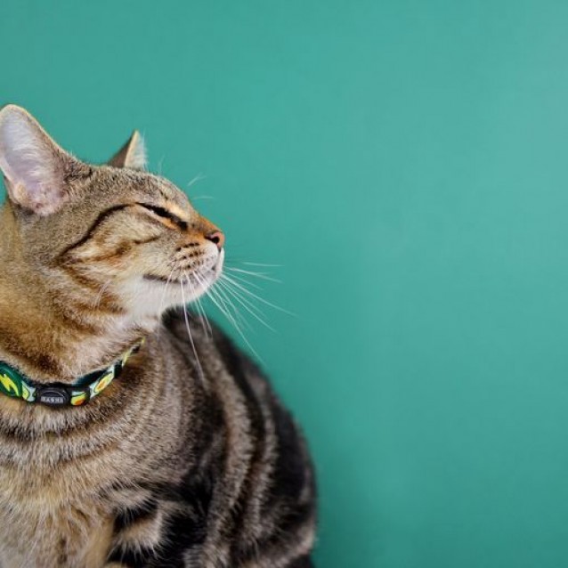 Dashi Περιλαίμιο Γάτας Avocado