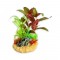 Aqua One Διακοσμητικό Ενυδρείου Variegated Rush & Red Rotala 22x22x20cm