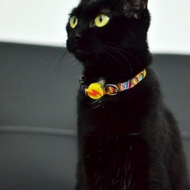 Dashi Περιλαίμιο Γάτας Boom