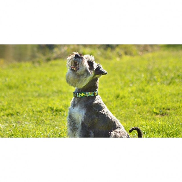 Dashi Περιλαίμιο Κολάρο Σκύλου Avocado Large