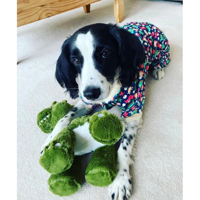 FuzzYard Πιτζάμα Για Σκύλους Dinosaur Land Extra Large Μήκος Ράχης 60cm