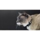 Dashi Περιλαίμιο Γάτας Colorflex Black