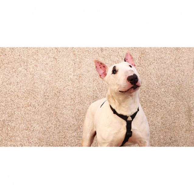 Dashi Σαμαράκι Σκύλου Colorflex Black Small 32-53cm