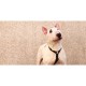 Dashi Σαμαράκι Σκύλου Colorflex Black Small 32-53cm