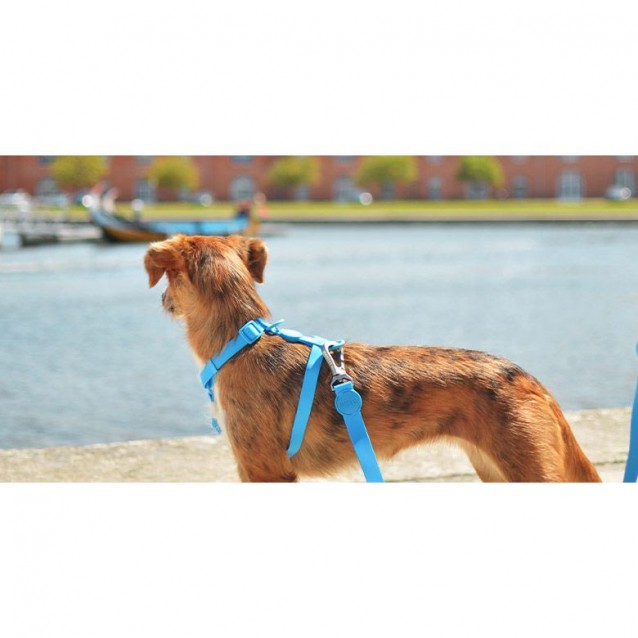 Dashi Σαμαράκι Σκύλου Colorflex Blue Medium 42-69cm