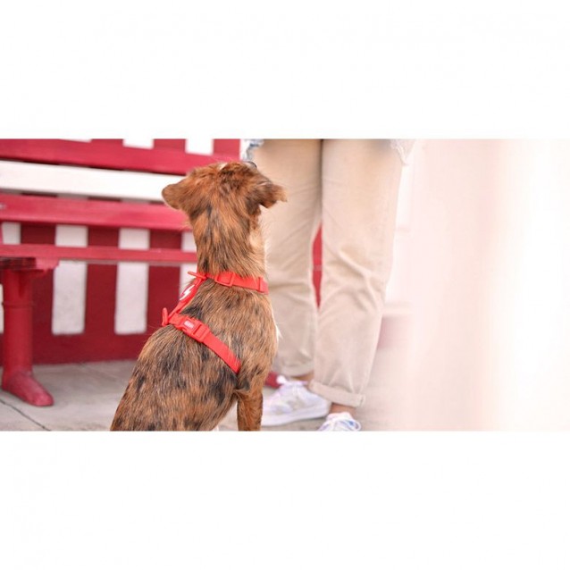 Dashi Σαμαράκι Σκύλου Colorflex Red XSmall 23-38cm