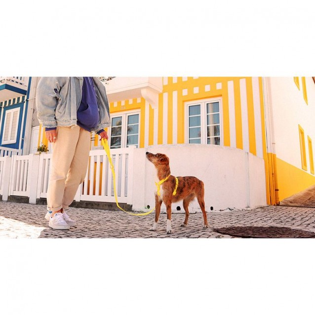 Dashi Λουρί Οδηγός Σκύλου Colorflex Yellow Medium