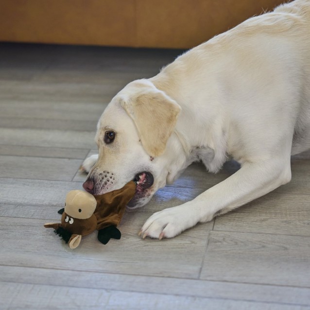 Fantasy World Have Fun With Marty The Donkey Toy 20x35cm