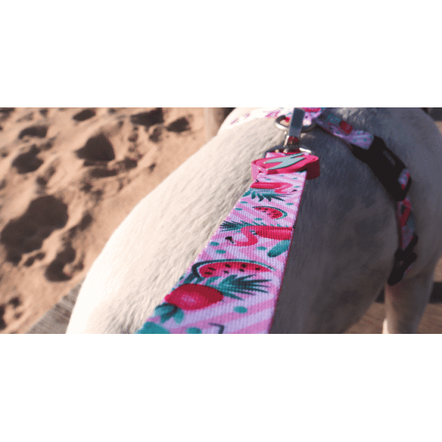 Dashi Λουρί Οδηγός Σκύλου Flamingo Xsmall