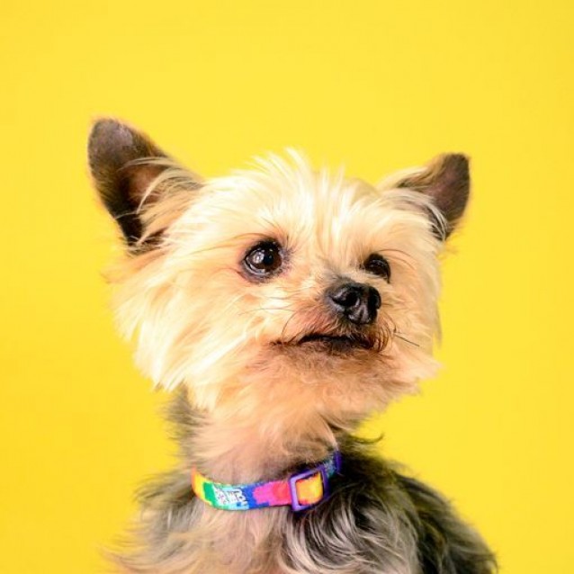 Dashi Περιλαίμιο Κολάρο Σκύλου Betty You Large