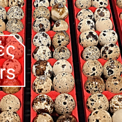 ΦΩΛΙΕΣ - ΑΝΑΘΡΕΠΤΗΡΙΑ - ΕΚΚΟΛΑΠΤΙΚΕΣ