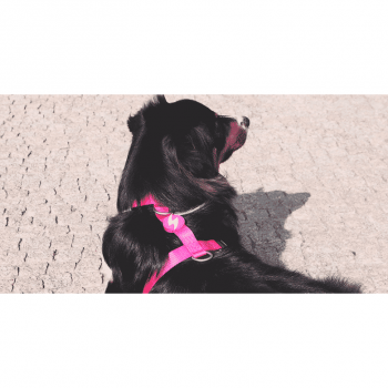 Dashi Σαμαράκι Σκύλου Solid Pink Medium 42-69cm