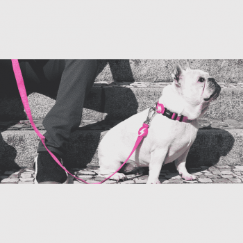 Dashi Λουρί Οδηγός Σκύλου Solid Pink Medium