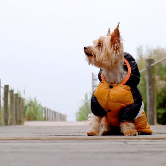 Dashi Stripes Orange And Black Anorak Extra Large