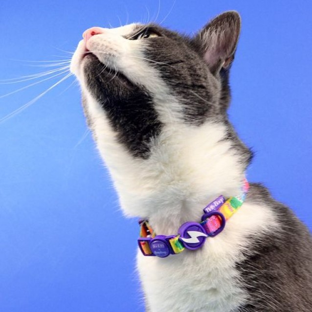 Dashi Σαμαράκι Γάτας Betty You + Οδηγός