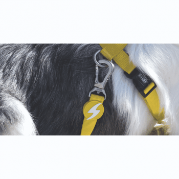Dashi Λουρί Οδηγός Σκύλου Solid Yellow Medium
