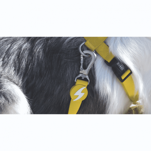 Dashi Λουρί Οδηγός Σκύλου Solid Yellow Large