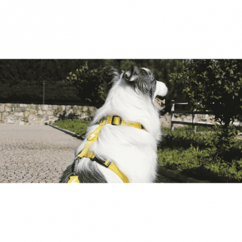Dashi Σαμαράκι Σκύλου Solid Yellow Medium 42-69cm