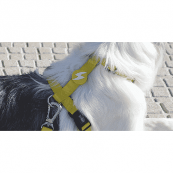 Dashi Σαμαράκι Σκύλου Solid Yellow Large 62-107cm