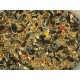 Vinci Agapornis Mix Μείγμα Για Lovebirds 1kg