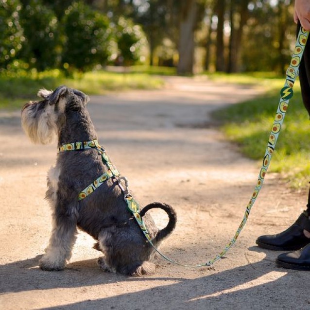 Dashi Λουρί Οδηγός Σκύλου Avocado Large