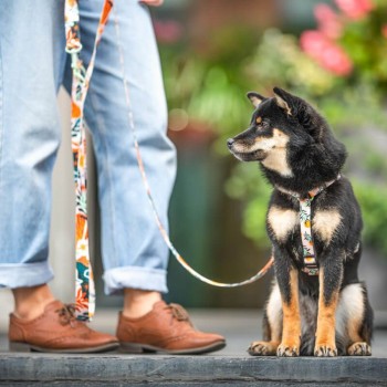 Hauever Οδηγός Σκύλου Safari Large Hook 150cm