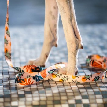 Hauever Οδηγός Σκύλου Safari Small Hook 150cm