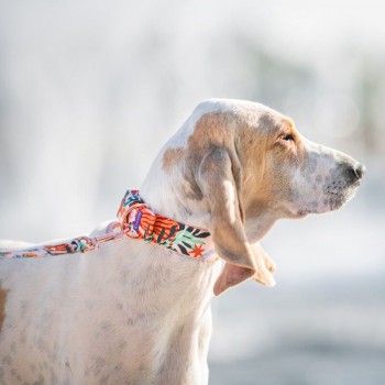 Hauever Περιλαίμιο Σκύλου Safari Large 40x62cm