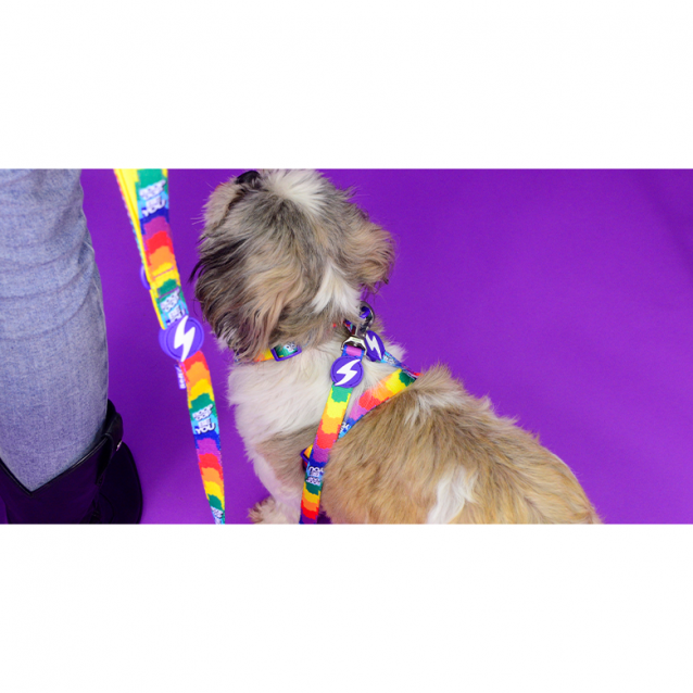 Dashi Λουρί Οδηγός Σκύλου Betty You Medium