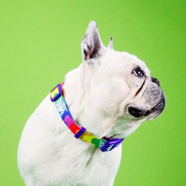 Dashi Περιλαίμιο Κολάρο Σκύλου Betty You Large