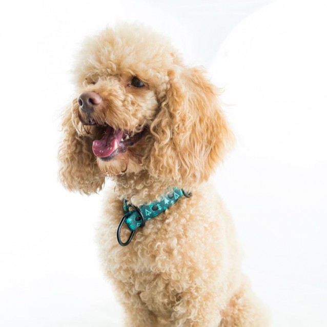 Hauever Οδηγός Σκύλου Christmas Is Coming Large Hook 150cm