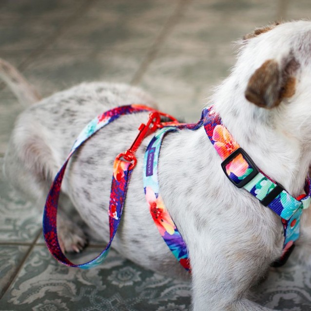 Hauever Οδηγός Σκύλου Flowers Small Hook 150cm