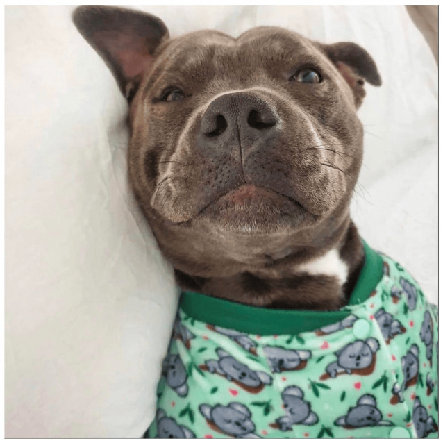 FuzzYard Πιτζάμα Για Σκύλους Dream Time Koala Extra Large Μήκος Ράχης 60cm