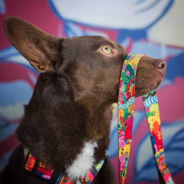 Hauever Οδηγός Σκύλου Cartoon Large Hook 150cm