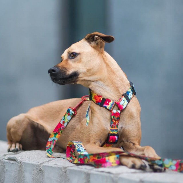 Hauever Οδηγός Σκύλου Cartoon Large Hook 150cm