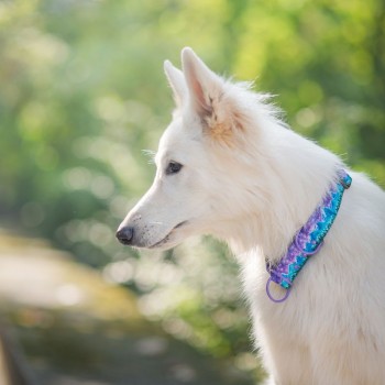 Hauever Περιλαίμιο Σκύλου Mountains Large 40x62cm