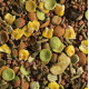 Tropical Tropifit Hamster 500gr