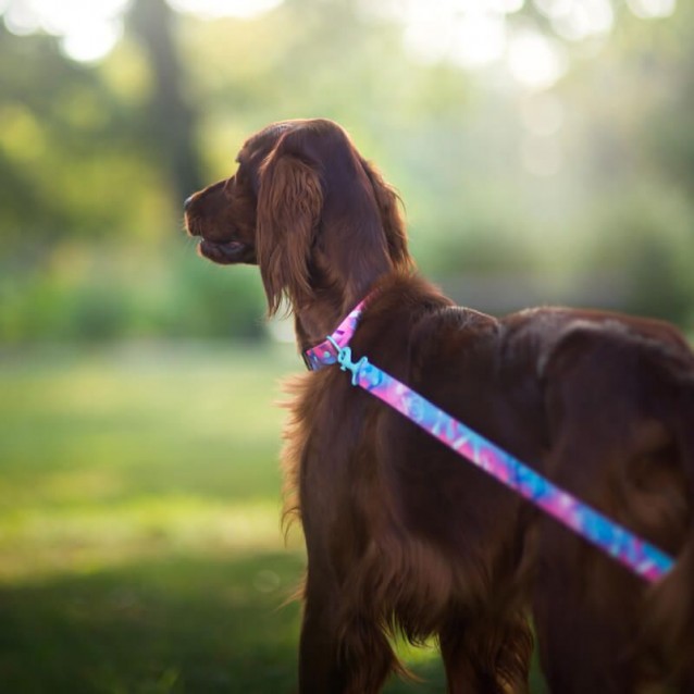 Hauever Οδηγός Σκύλου Hologram Large Hook 150cm