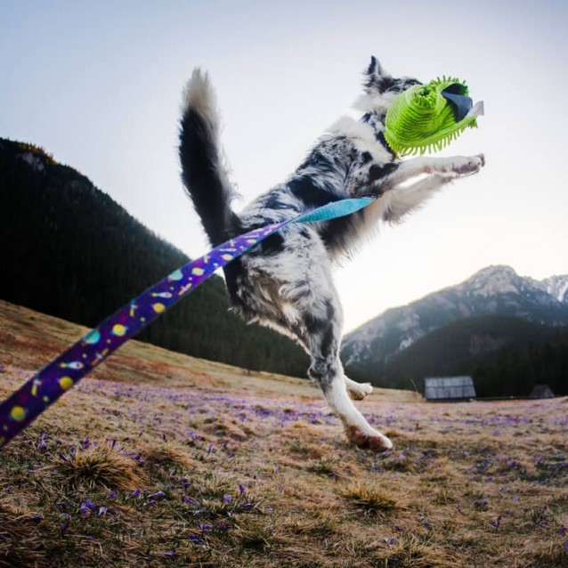 Hauever Οδηγός Σκύλου Cosmos Large Hook 150cm