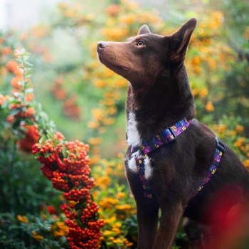 Hauever Οδηγός Σκύλου Vividleaf Small Hook 150cm