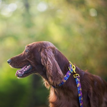 Hauever Οδηγός Σκύλου Vividleaf Large Hook 150cm