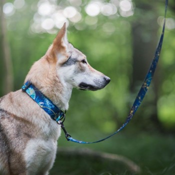 Hauever Οδηγός Σκύλου Magic Night Small Hook 150cm