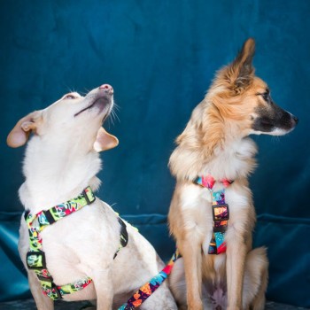 Hauever Οδηγός Σκύλου Miami City Small Hook 150cm